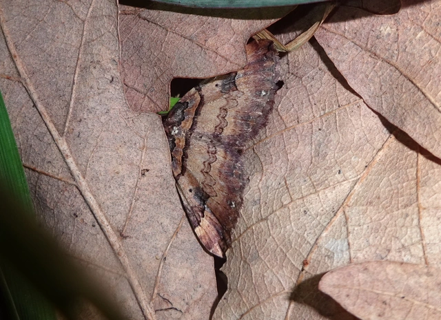 Earophila badiata - csipkerózsa-araszoló