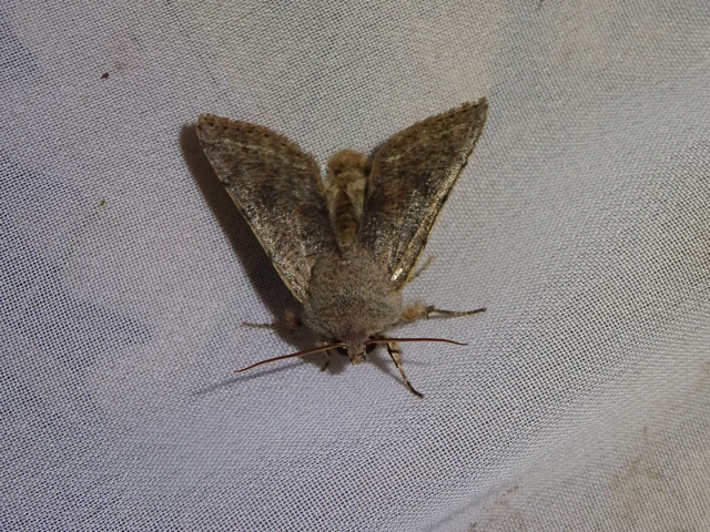 Orthosia incerta - változékony barkabagoly