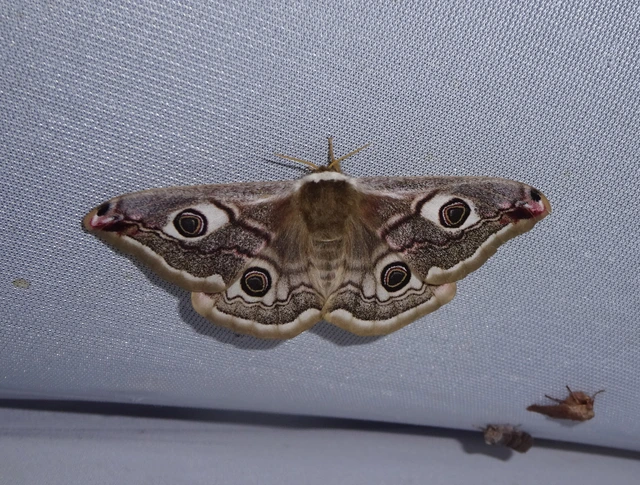 Saturnia pavoniella/pavonia