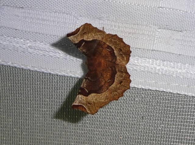 Selenia tetralunaria - négyfoltos holdasaraszoló