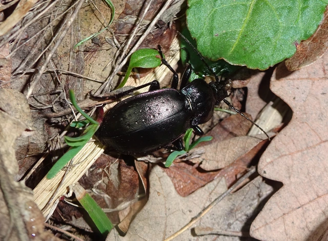 Carabus nemoralis - ligeti futrinka Carabus nemoralis - ligeti futrinka
