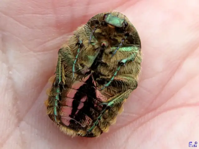 Cetonia aurata - aranyos virágbogár