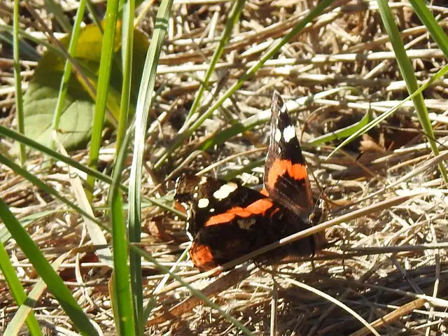 Vanessa atalanta - atalantalepke