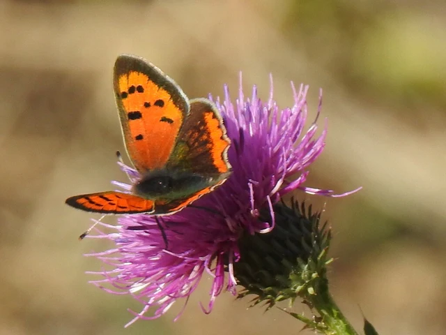 Lycaena phlaeas - közönséges tűzlepke