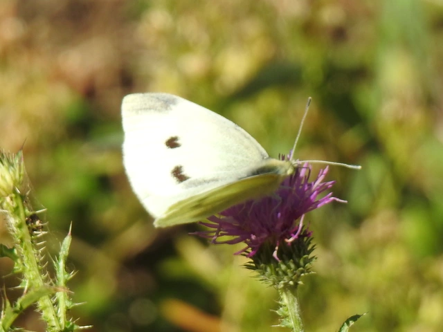 Pieris rapae - répalepke