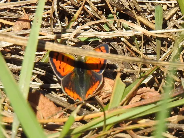 Lycaena phlaeas - közönséges tűzlepke