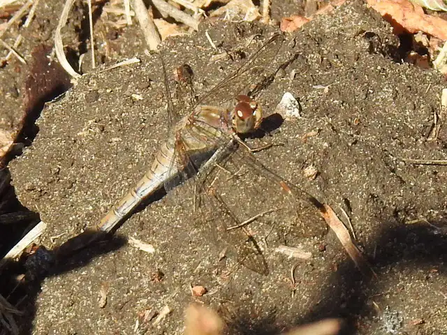 Sympetrum striolatum - harántsávos katona-szitakötő