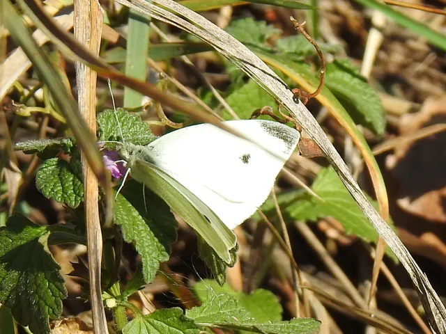 Pieris rapae - répalepke