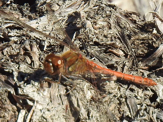 Sympetrum striolatum - harántsávos katona-szitakötő
