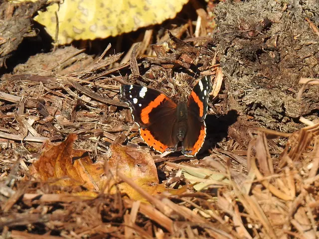 Vanessa atalanta - atalantalepke