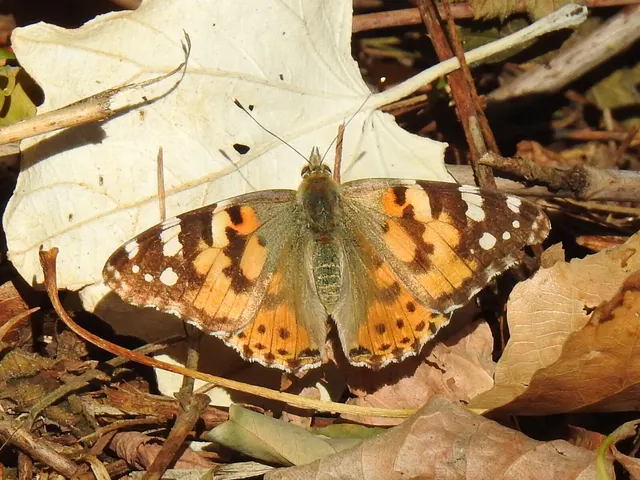 Vanessa cardui - bogáncslepke