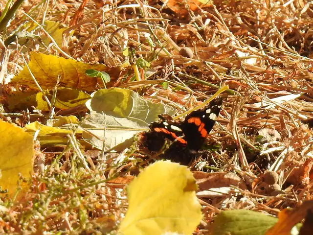 Vanessa atalanta - atalantalepke