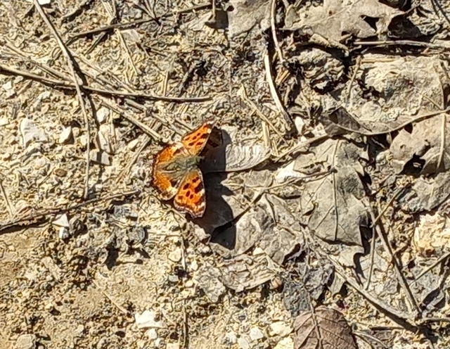 Nymphalis polychloros - nagy rókalepke