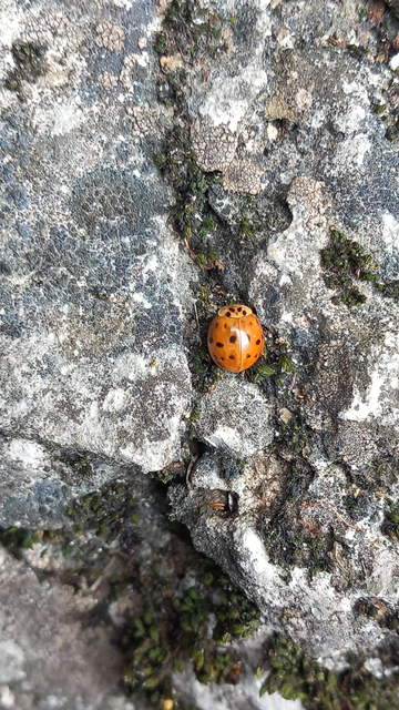 Harmonia axyridis - harlekinkatica