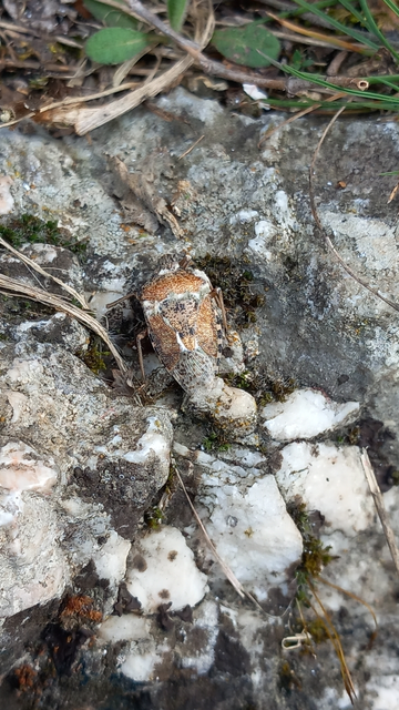 Rhaphigaster nebulosa - bencepoloska