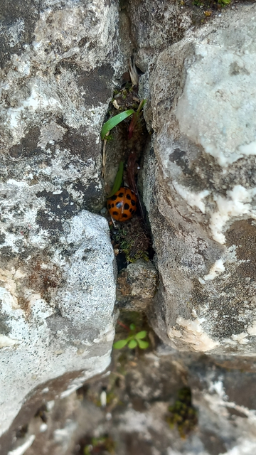Harmonia axyridis - harlekinkatica