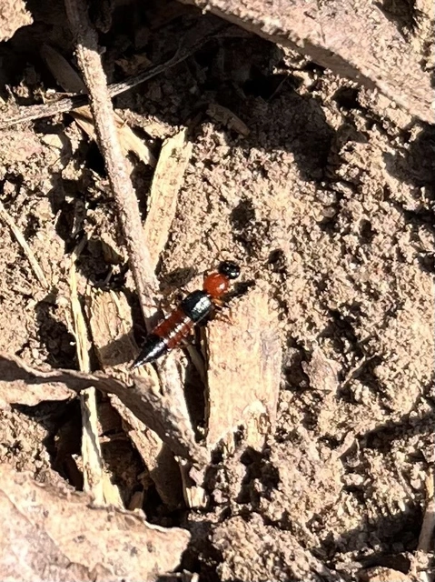 Paederus littoralis - réti partiholyva