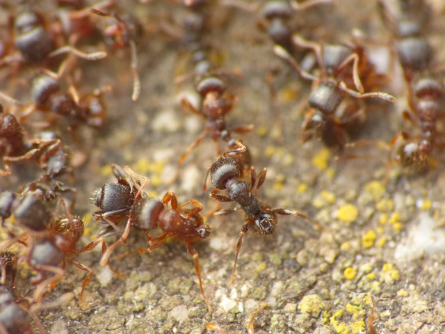 Tetramorium