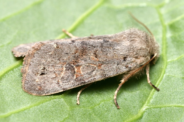 Orthosia populeti - nyárfa-barkabagoly