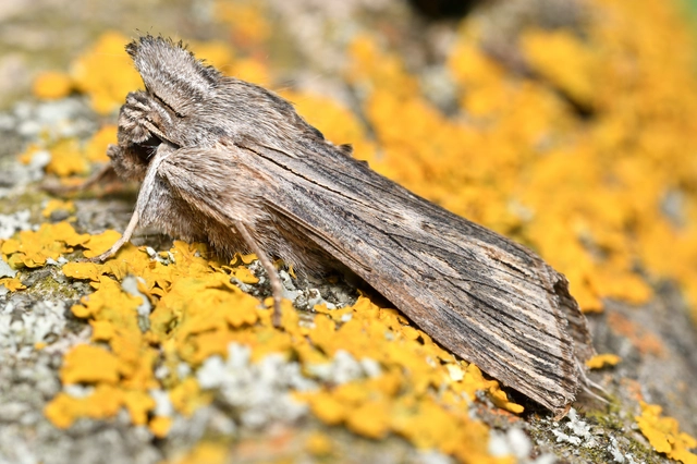 Cucullia chamomillae - székfű-csuklyásbagoly