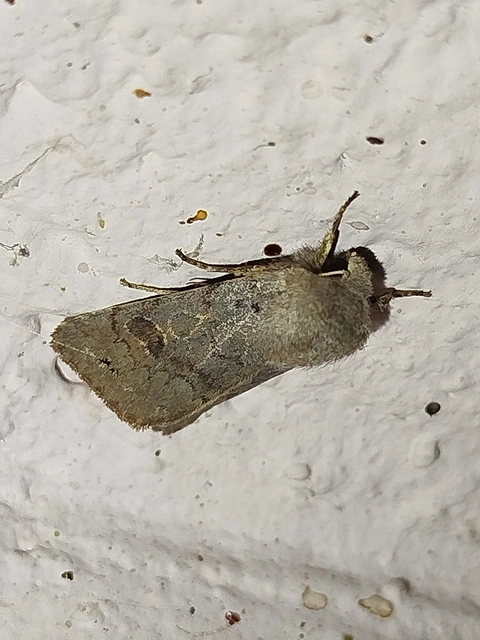 Orthosia populeti - nyárfa-barkabagoly