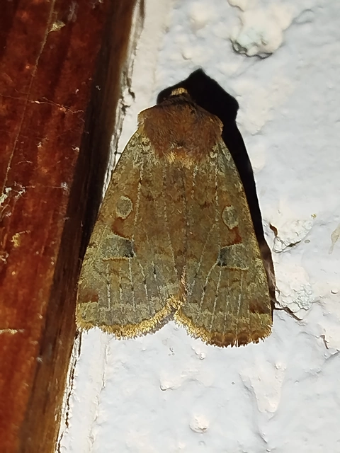 Conistra erythrocephala - vörösfejű őszibagoly