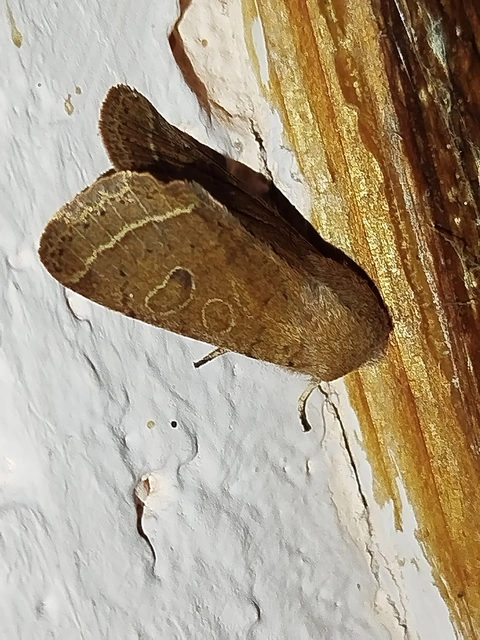 Orthosia cerasi - közepes barkabagoly