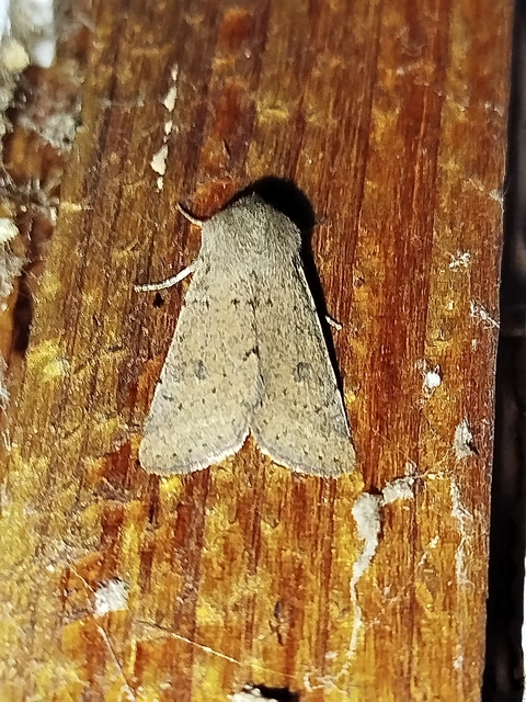 Orthosia cruda - kis barkabagoly