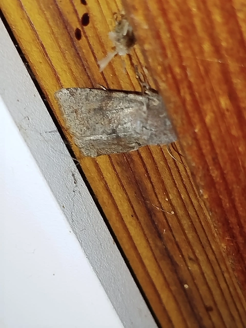 Orthosia incerta - változékony barkabagoly