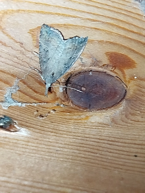 Hypena rostralis - közönséges karcsúbagoly