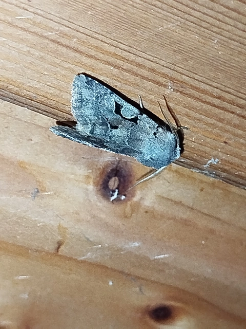 Orthosia gothica - feketefoltos barkabagoly