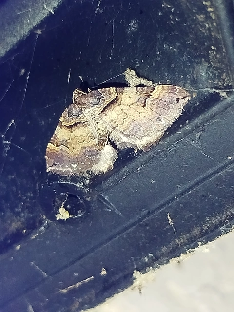 Earophila badiata - csipkerózsa-araszoló