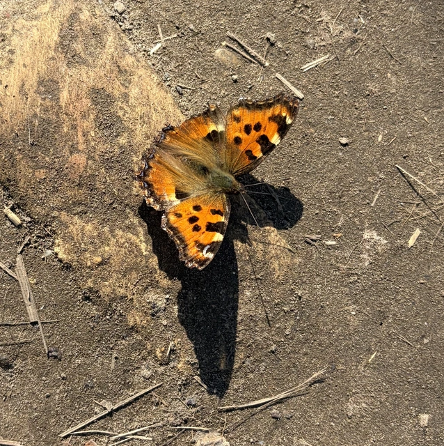 Nymphalis polychloros - nagy rókalepke