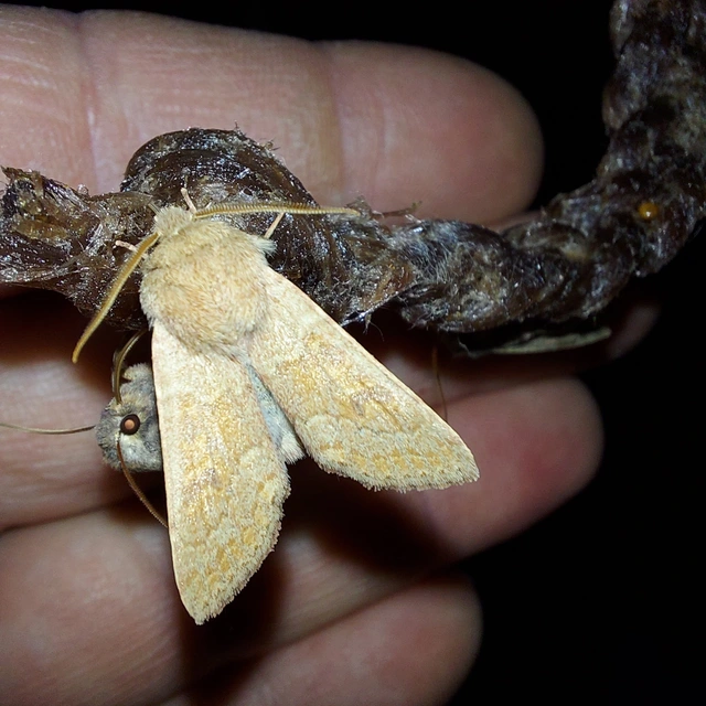 Orthosia miniosa - sárgás barkabagoly