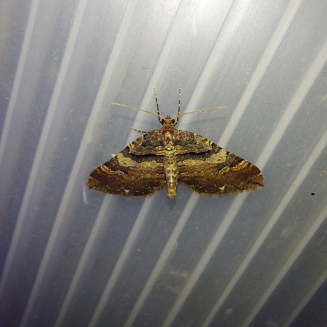 Earophila badiata - csipkerózsa-araszoló