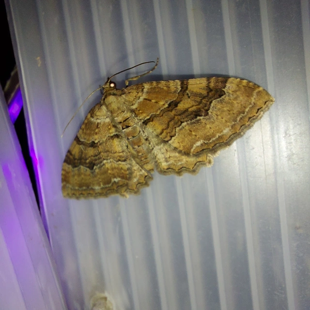 Hydria cervinalis - őzbarna araszoló