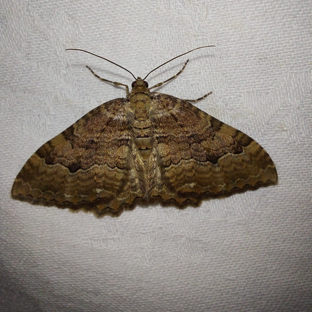 Hydria cervinalis - őzbarna araszoló