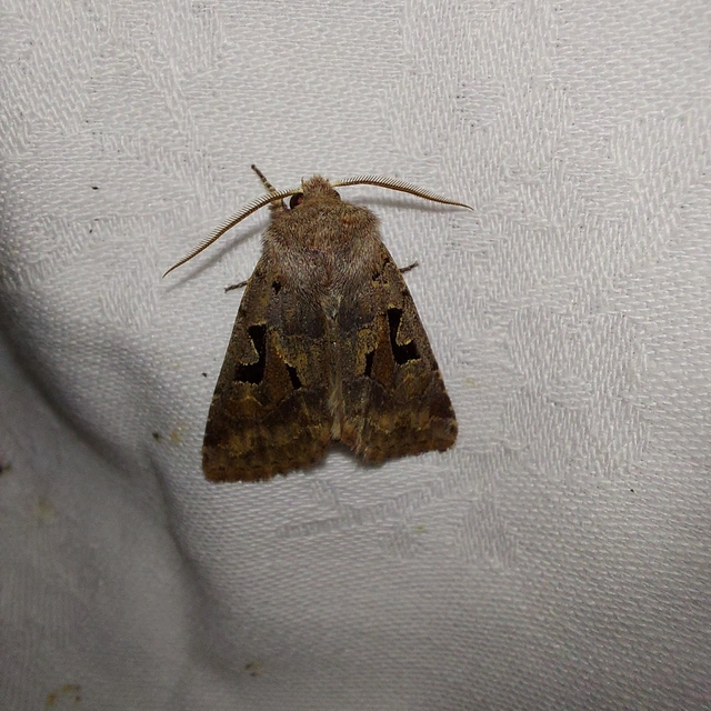 Orthosia gothica - feketefoltos barkabagoly