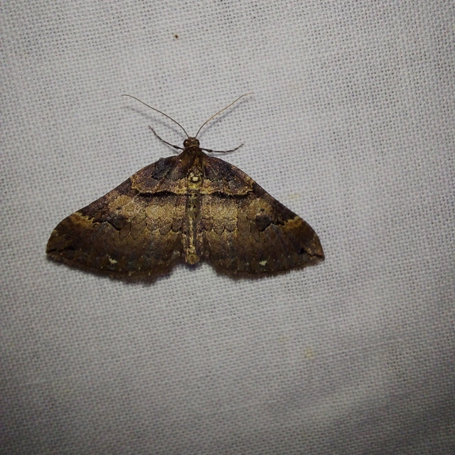 Earophila badiata - csipkerózsa-araszoló