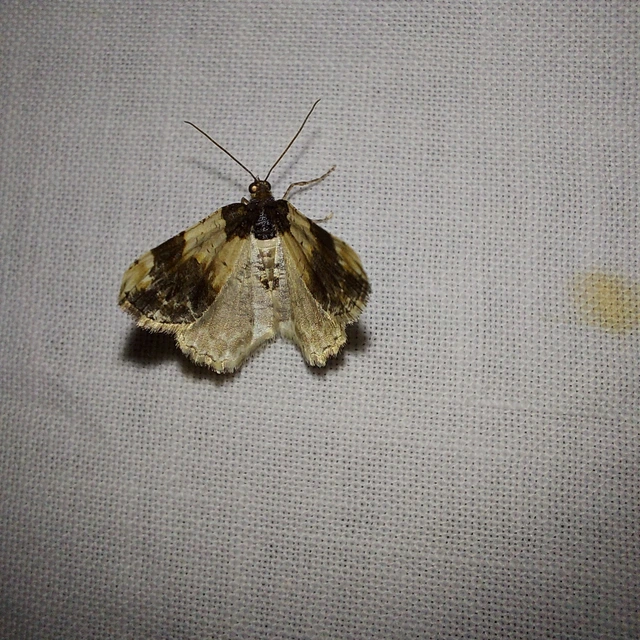 Ligdia adustata - barna levélaraszoló