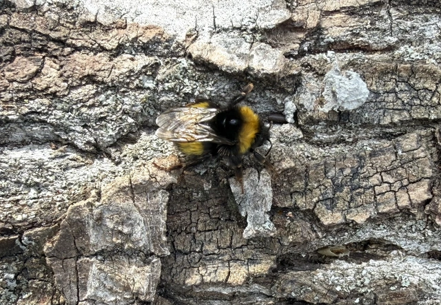 Bombus haematurus - mediterrán poszméh