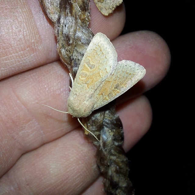 Orthosia miniosa - sárgás barkabagoly