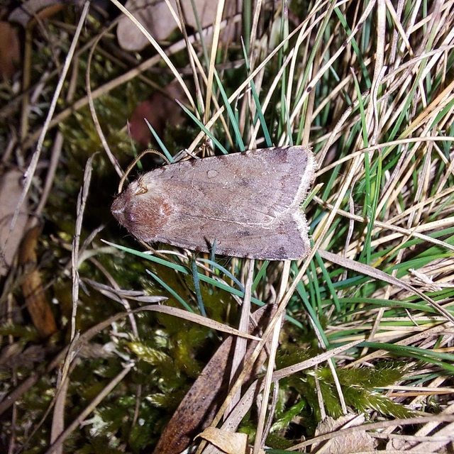 Cerastis rubricosa - vörhenyes tavaszibagoly
