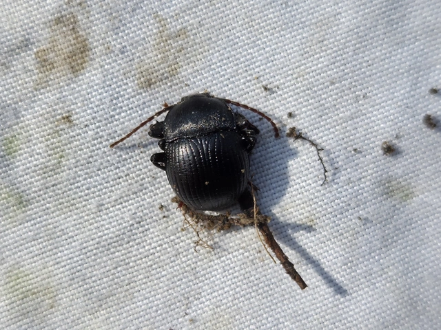 Accanthopus velikensis