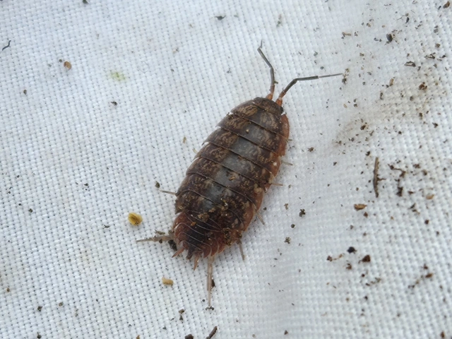 Isopoda - Ászkarákok