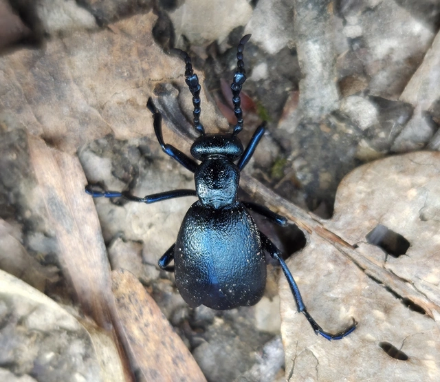 Meloe violaceus - kék nünüke