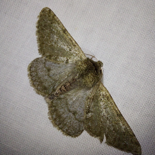 Apocheima pilosaria - zöldes tavasziaraszoló