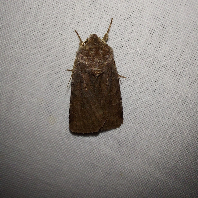 Cerastis rubricosa - vörhenyes tavaszibagoly