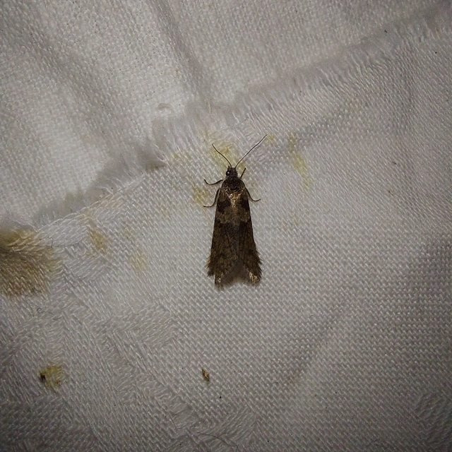 Tortricodes alternella - tavaszi sodrómoly
