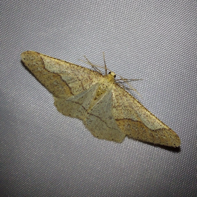 Agriopis marginaria - sárgás téliaraszoló